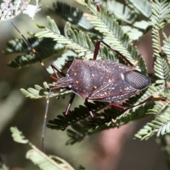 Poecilometis patruelis (Gum Tree Shield Bug) at Kambah Pool - 19 Feb 2017 by HarveyPerkins