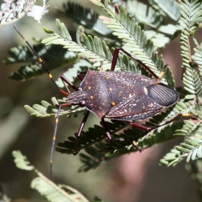 Poecilometis patruelis (Gum Tree Shield Bug) at Kambah Pool - 19 Feb 2017 by HarveyPerkins