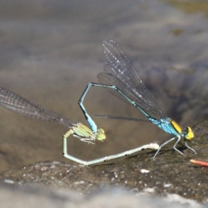 Pseudagrion aureofrons at Kambah Pool - 19 Feb 2017 11:43 AM