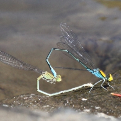 Pseudagrion aureofrons (Gold-fronted Riverdamsel) at Kambah Pool - 19 Feb 2017 by HarveyPerkins