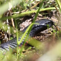 Pseudechis porphyriacus (Red-bellied Black Snake) at Bullen Range - 19 Feb 2017 by HarveyPerkins