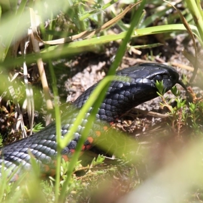 Pseudechis porphyriacus (Red-bellied Black Snake) at Bullen Range - 19 Feb 2017 by HarveyPerkins