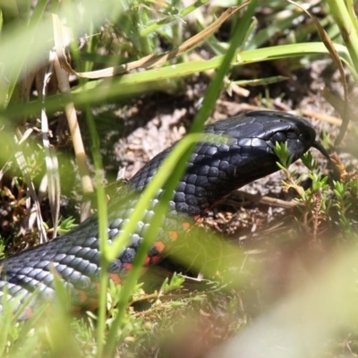 Pseudechis porphyriacus (Red-bellied Black Snake) at Kambah, ACT - 19 Feb 2017 by HarveyPerkins