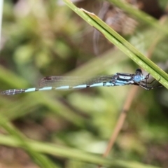 Austrolestes annulosus (Blue Ringtail) at Kambah, ACT - 19 Feb 2017 by HarveyPerkins