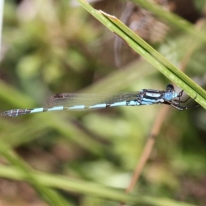 Austrolestes annulosus at Kambah, ACT - 19 Feb 2017