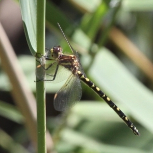 Synthemis eustalacta at Kambah, ACT - 19 Feb 2017