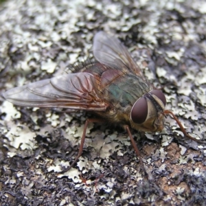 Rutilia micropalpis at Kambah, ACT - 4 Apr 2017