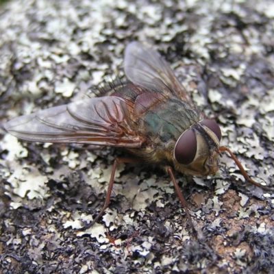 Rutilia micropalpis (Bristle Fly) at Mount Taylor - 4 Apr 2017 by MatthewFrawley