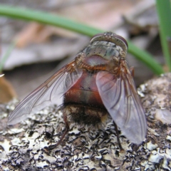 Rutilia micropalpis at Kambah, ACT - 4 Apr 2017