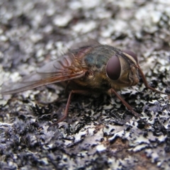 Rutilia micropalpis at Kambah, ACT - 4 Apr 2017