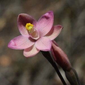 Thelymitra carnea at Gundaroo, NSW - 7 Nov 2016