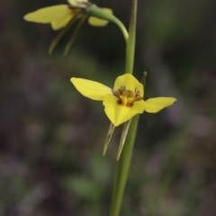 Diuris chryseopsis (Golden Moth) at Gundaroo, NSW - 23 Sep 2016 by MaartjeSevenster