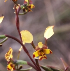 Diuris pardina (Leopard Doubletail) at MTR591 at Gundaroo - 28 Sep 2014 by MaartjeSevenster