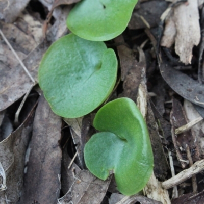 Corysanthes sp. (A Helmet Orchid) at Gundaroo, NSW - 28 Sep 2015 by MaartjeSevenster