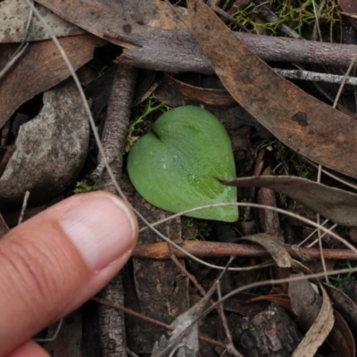 Eriochilus cucullatus (Parson's Bands) at Gundaroo, NSW - 4 Oct 2016 by MaartjeSevenster