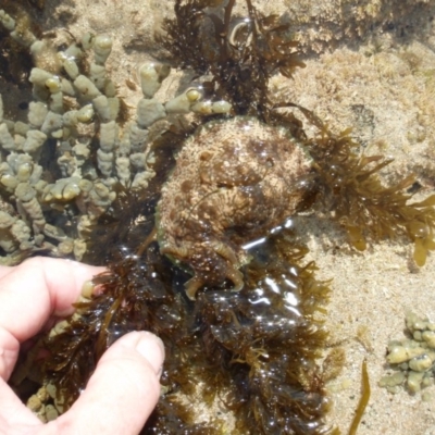 Dolabrifera brazieri (sea hare) at Broulee, NSW - 12 Oct 2008 by Jennyncmg