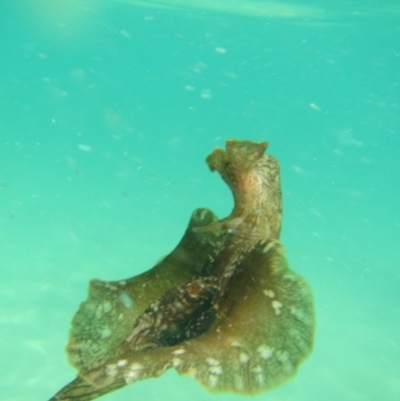 Aplysia extraordinaria (Extraordinary Sea Hare) at North Narooma, NSW - 25 Nov 2016 by Jennyncmg