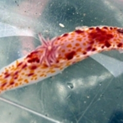 Ceratosoma amoenum (Clown Nudibranch) at Broulee, NSW - 18 Jan 2008 by Jennyncmg