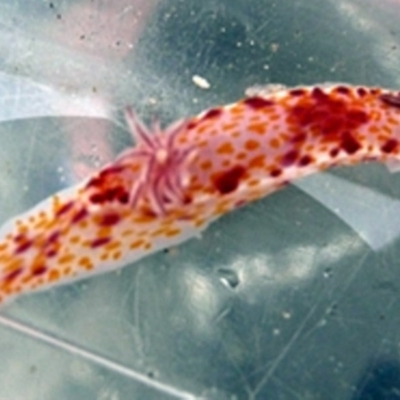 Ceratosoma amoenum (Clown Nudibranch) at Broulee, NSW - 19 Jan 2008 by Jennyncmg