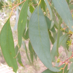 Eucalyptus dives at Mount Taylor - 4 Apr 2017