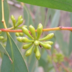 Eucalyptus dives at Mount Taylor - 4 Apr 2017