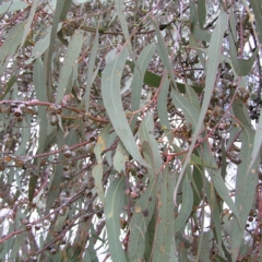 Eucalyptus nortonii (Large-flowered Bundy) at Mount Taylor - 4 Apr 2017 by MatthewFrawley