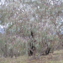 Eucalyptus nortonii at Mount Taylor - 4 Apr 2017 11:22 AM