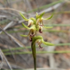 Corunastylis cornuta (Horned Midge Orchid) at Point 49 - 4 Apr 2017 by CathB