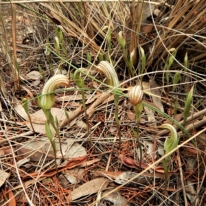 Diplodium truncatum at Cook, ACT - suppressed