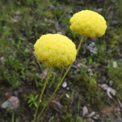 Craspedia sp. (Billy Buttons) at Fadden, ACT - 29 Oct 2016 by RyuCallaway