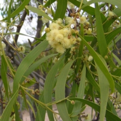 Acacia implexa (Hickory Wattle, Lightwood) at Mount Taylor - 4 Apr 2017 by MatthewFrawley