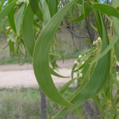 Acacia implexa at Torrens, ACT - 4 Apr 2017