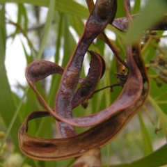 Acacia implexa at Torrens, ACT - 4 Apr 2017