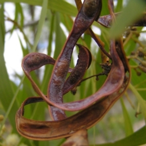 Acacia implexa at Torrens, ACT - 4 Apr 2017