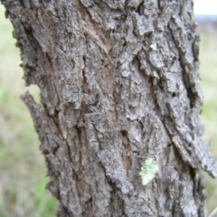 Acacia implexa at Torrens, ACT - 4 Apr 2017