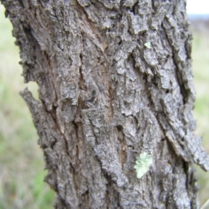 Acacia implexa at Torrens, ACT - 4 Apr 2017