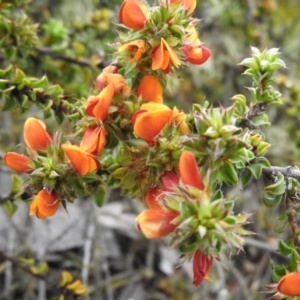 Pultenaea procumbens at Fadden, ACT - 30 Oct 2016 09:51 AM