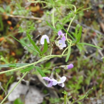 Glycine clandestina (Twining Glycine) at Wanniassa Hill - 29 Oct 2016 by RyuCallaway