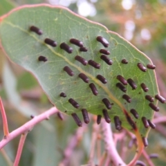 Apiomorpha sp. (genus) (A gall forming scale) at Mount Taylor - 4 Apr 2017 by MatthewFrawley