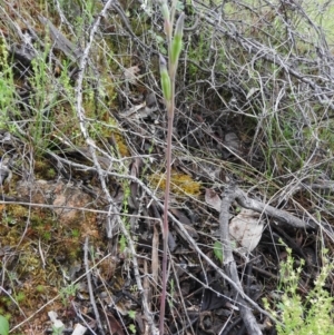 Thelymitra sp. at Fadden, ACT - suppressed