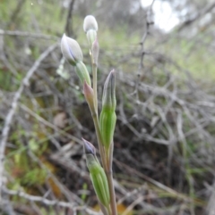 Thelymitra sp. at Fadden, ACT - suppressed