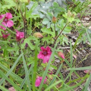 Hibiscus sp. at Fadden, ACT - 30 Oct 2016 10:05 AM