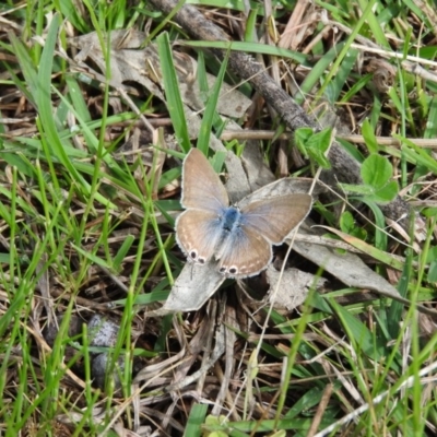 Lampides boeticus (Long-tailed Pea-blue) at Fadden, ACT - 30 Oct 2016 by ArcherCallaway