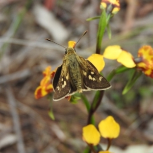 Trapezites luteus at Fadden, ACT - 30 Oct 2016