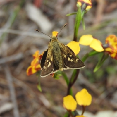 Trapezites luteus (Yellow Ochre, Rare White-spot Skipper) at Fadden, ACT - 29 Oct 2016 by RyuCallaway