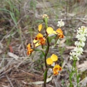 Diuris semilunulata at Fadden, ACT - suppressed