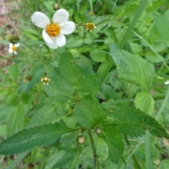 Bidens pilosa (Cobbler's Pegs, Farmer's Friend) at Narooma, NSW - 29 Mar 2017 by galah681