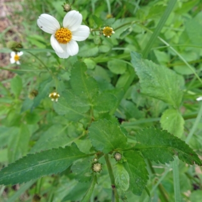 Bidens pilosa (Cobbler's Pegs, Farmer's Friend) at Narooma, NSW - 30 Mar 2017 by galah681