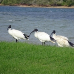 Threskiornis molucca (Australian White Ibis) at Narooma, NSW - 29 Mar 2017 by galah681