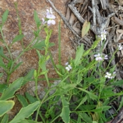 Cakile maritima (Sea Rocket) at Narooma, NSW - 29 Mar 2017 by galah681